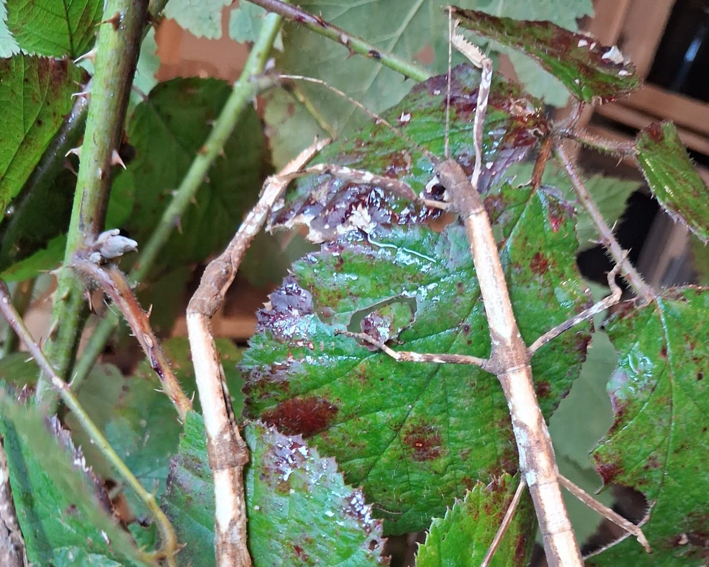 Phasme - Hermagoras foliopeda