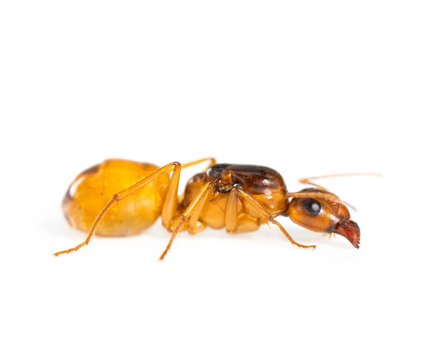 Fourmis - Camponotus fedtschenkoi