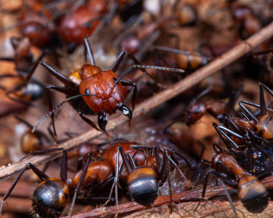 Fourmis - Camponotus Nicobarensis