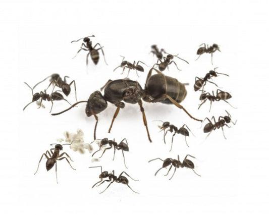 Ameisen - Lasius grandis