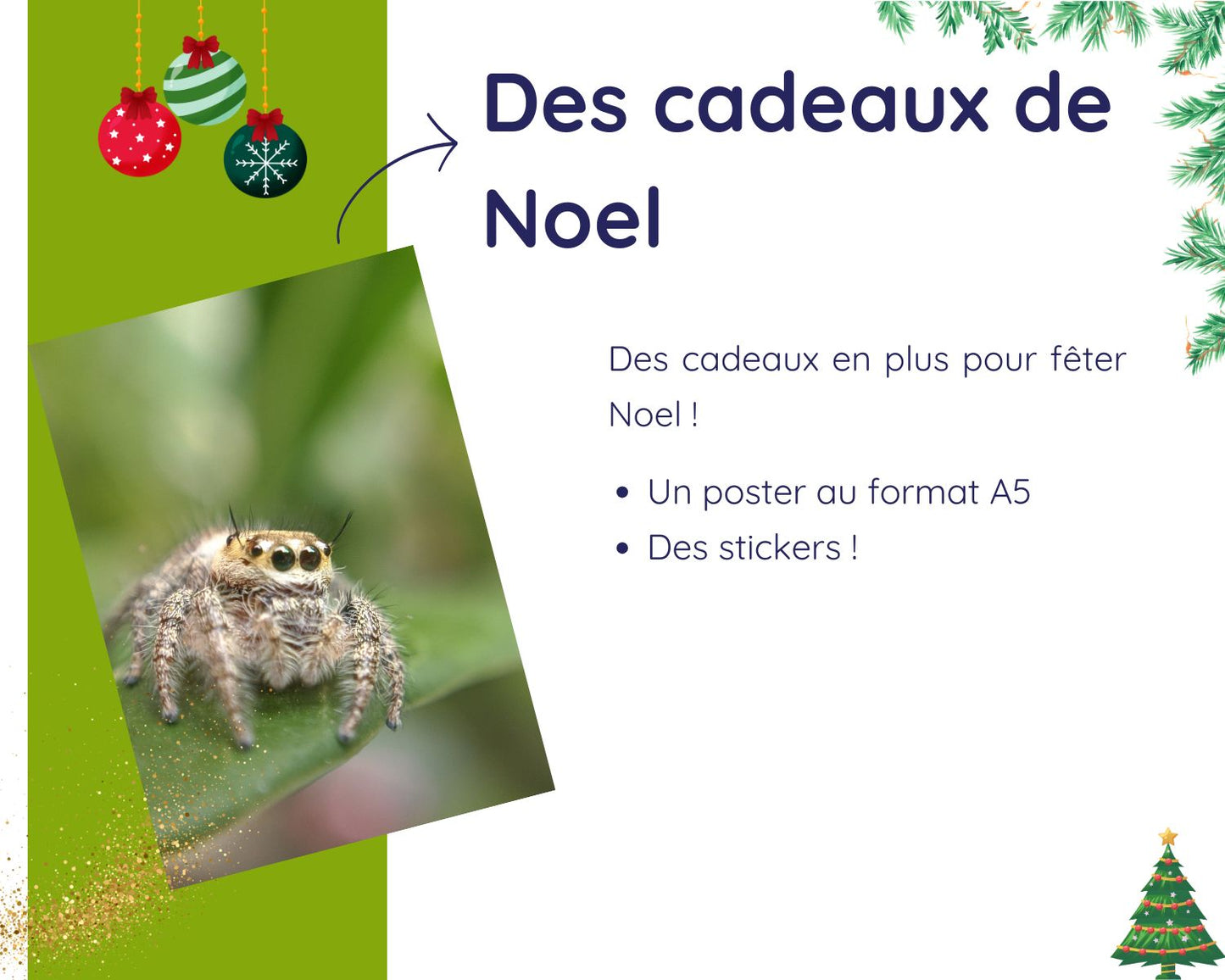 Kit Cadeau - Phidippus - Noel 2025