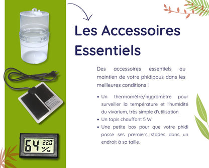 Aufzuchtset - Mantide (Gottesanbeterin) 