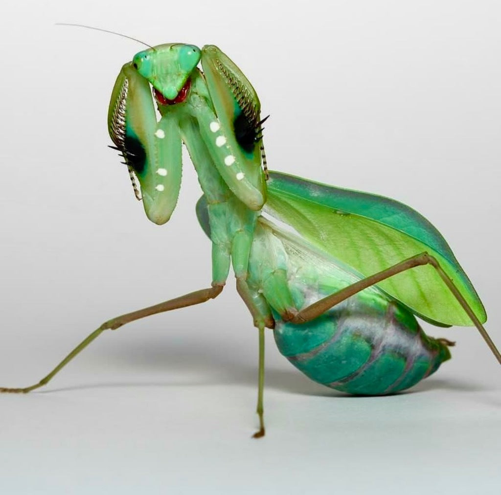 Mante - Sphodromantis aurea