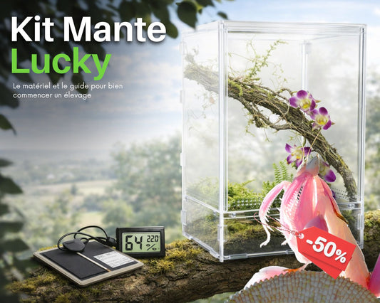 Aufzuchtset - Mantide (Gottesanbeterin) 