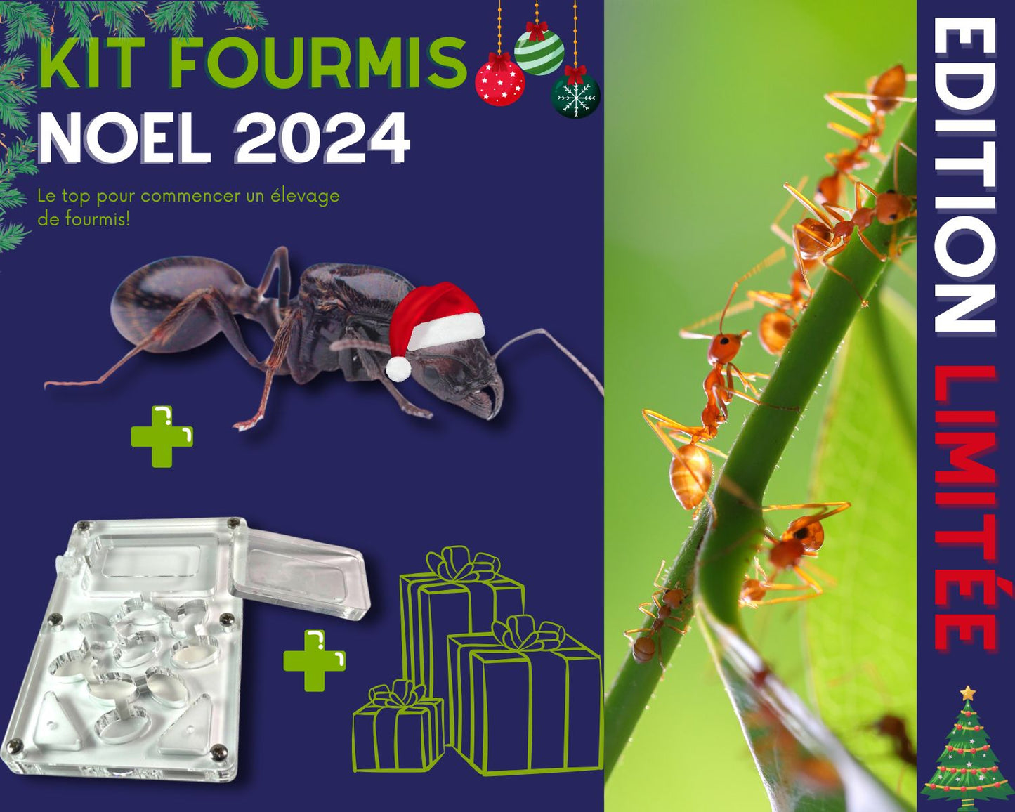 Kit Cadeau - Fourmis - Noel 2024