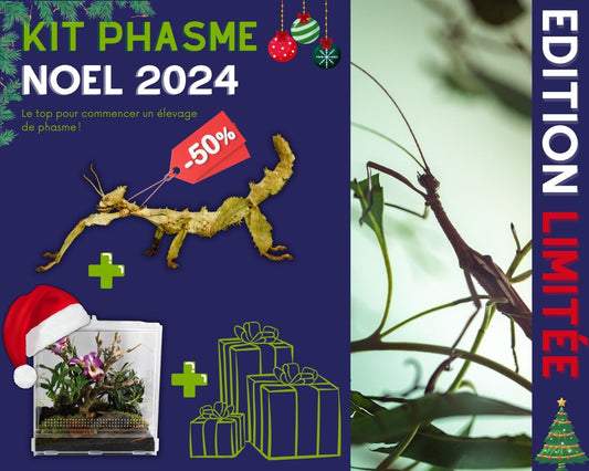 Kit Cadeau - Phasme - Noel 2024