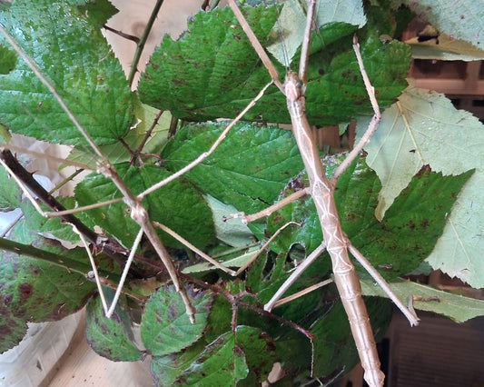 Phasmide - Tirachoidea biceps 