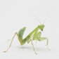 Mante - Sphodromantis aurea