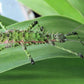 Phasme - Spinohirasea Bengalensis