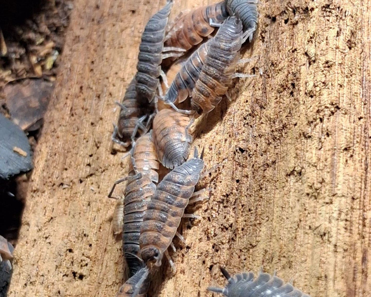 Cloportes - Porcellio scaber “Lava”
