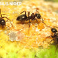 Fourmis lasius niger en vente