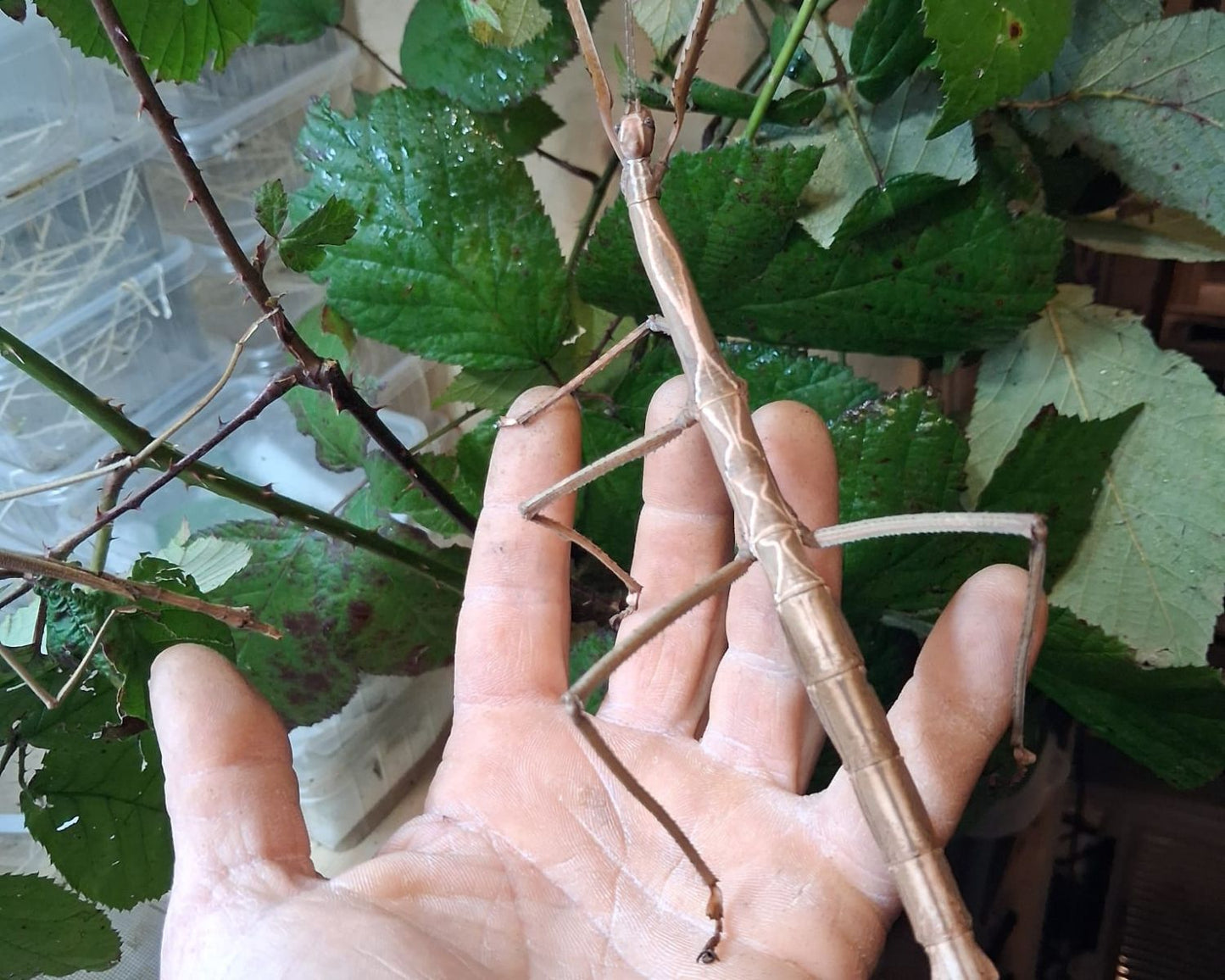 Phasmide - Tirachoidea biceps 