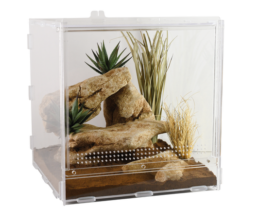 Vivarium Phasme Grand Format