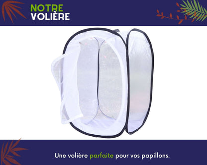 Kit d'élevage - Papillons