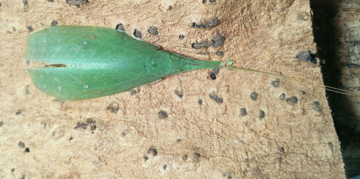 Sauterelle - Phyllomimus sp truncatus