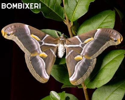 Kit d'élevage - Papillons