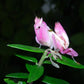 Mante orchidée - Hymenopus coronatus