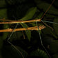 Phasmide - Marmessoidea sp "cat tien"