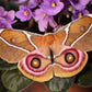 Papillon - Antherina suraka