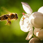 Übernehmen Sie eine Bienenpatenschaft und erhalten Sie 1 Jahr lang Honig!