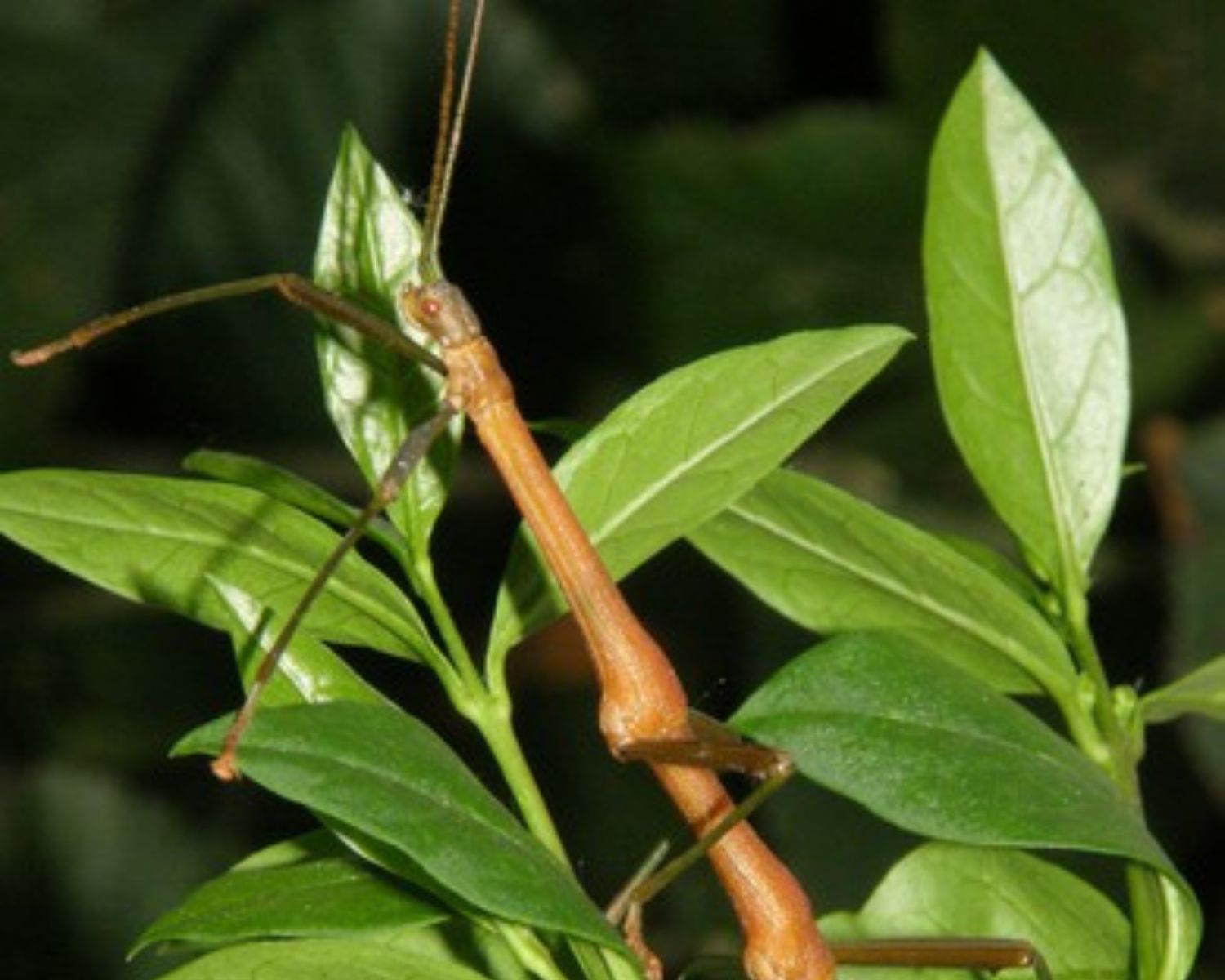 L'Insecterie Phasmiden online kaufen Periphetes forcipatus L