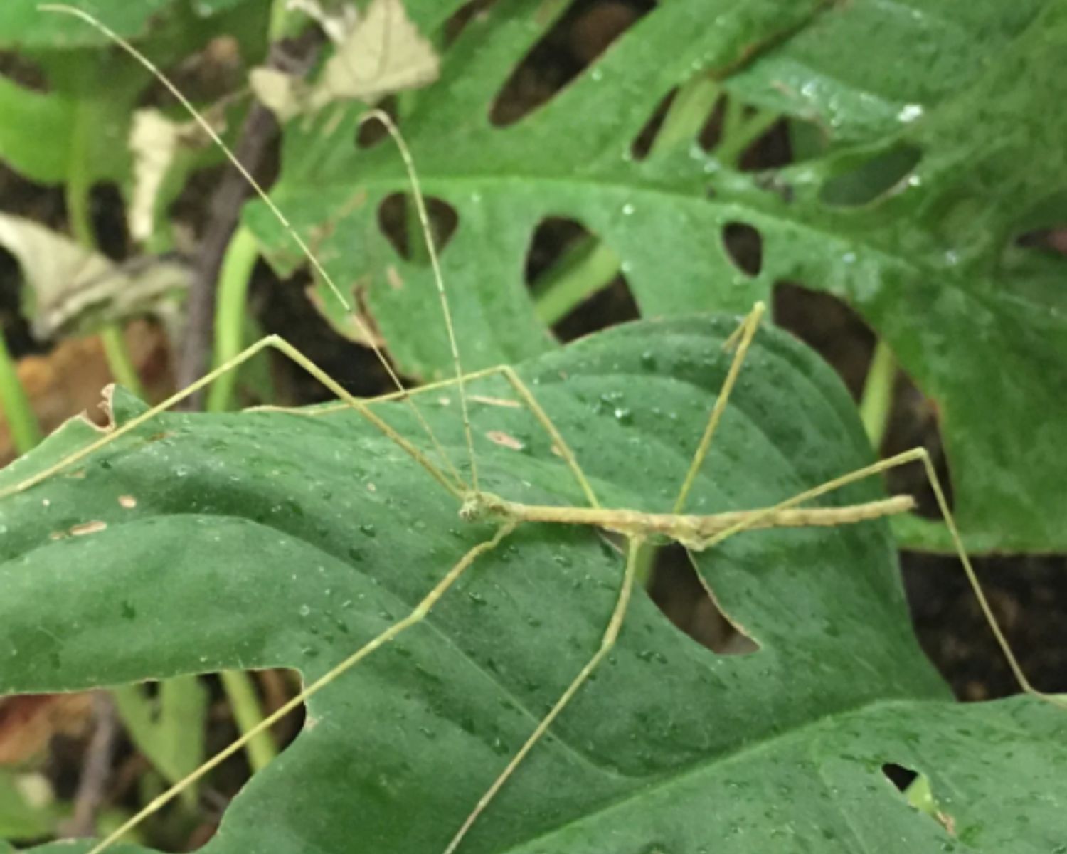 Kauf Phasmiden Orxine xiphias online L'insecterie