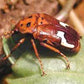 Anisorrhina flavomaculata