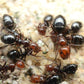 Fourmis - Camponotus lateralis