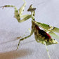 Blattmantis - Creobroter gemmatus