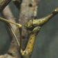 Criquet - Proscopia scabra