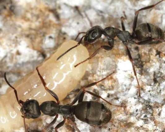 Ameisen - Formica lemani