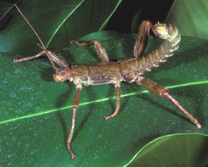 Phasme - Eurycantha calcarata