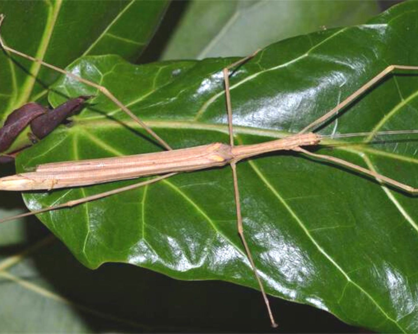 Phasmiden kaufen Sipyloidea Biplagiata L'insecterie