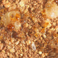 Ameisen - Pheidole pallidula
