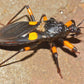 Raubwanze - Platymeris Guttatipennis
