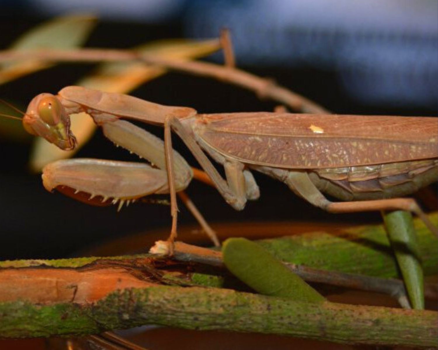 OnlineVerkauf von Mantiden (Gottesanbeterinnen) SphodroMantide