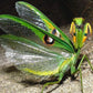 Mantide - Stagmatoptera biocellata