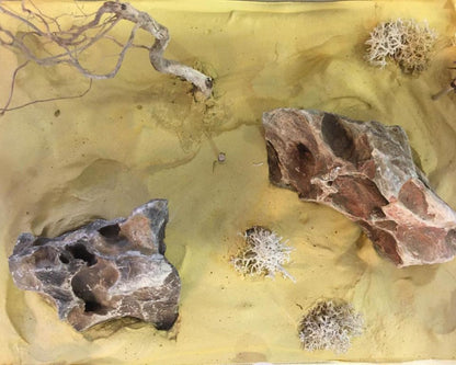 Grabbarer Ameisenhügel zum Verkauf bei L'Insecterie