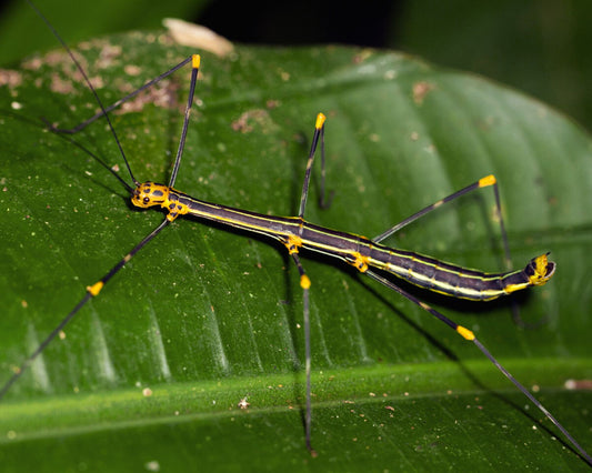 Phasme - Oreophoetes peruana