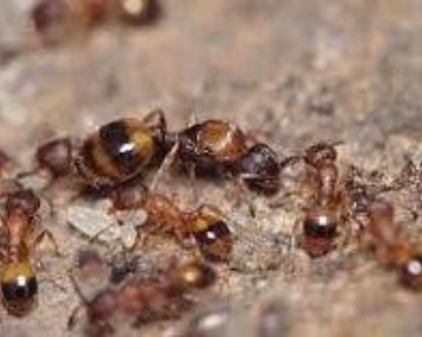 Ameisen - Temnothorax unifasciatus