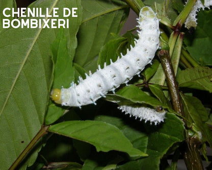 Kit d'élevage - Papillons