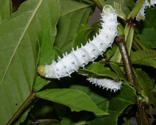 Schmetterling - Philosamia Ricini Götterbaumspinner