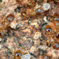 Ameisen - Tetramorium Meridionale