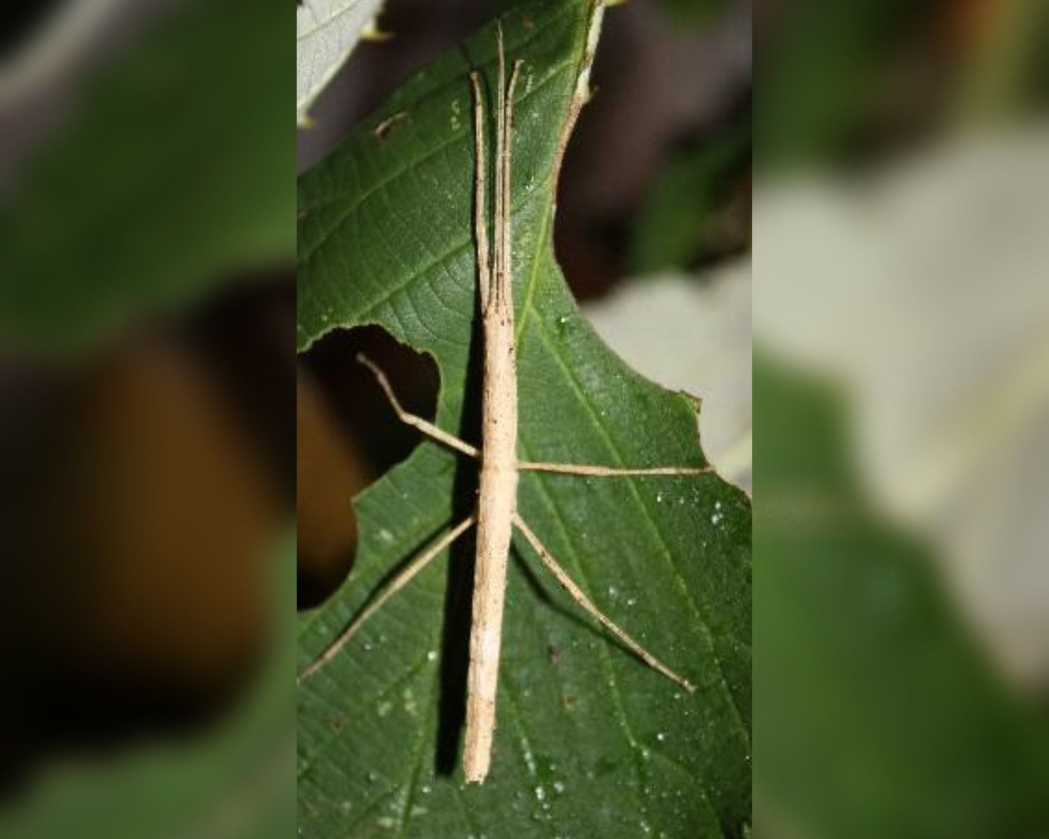 Phasmide kaufen Paramenexenus Laetus L'insecterie