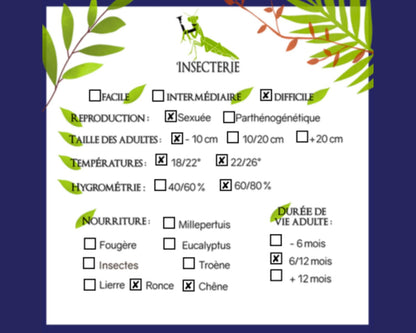 Criquet - Paraproscopia riedei