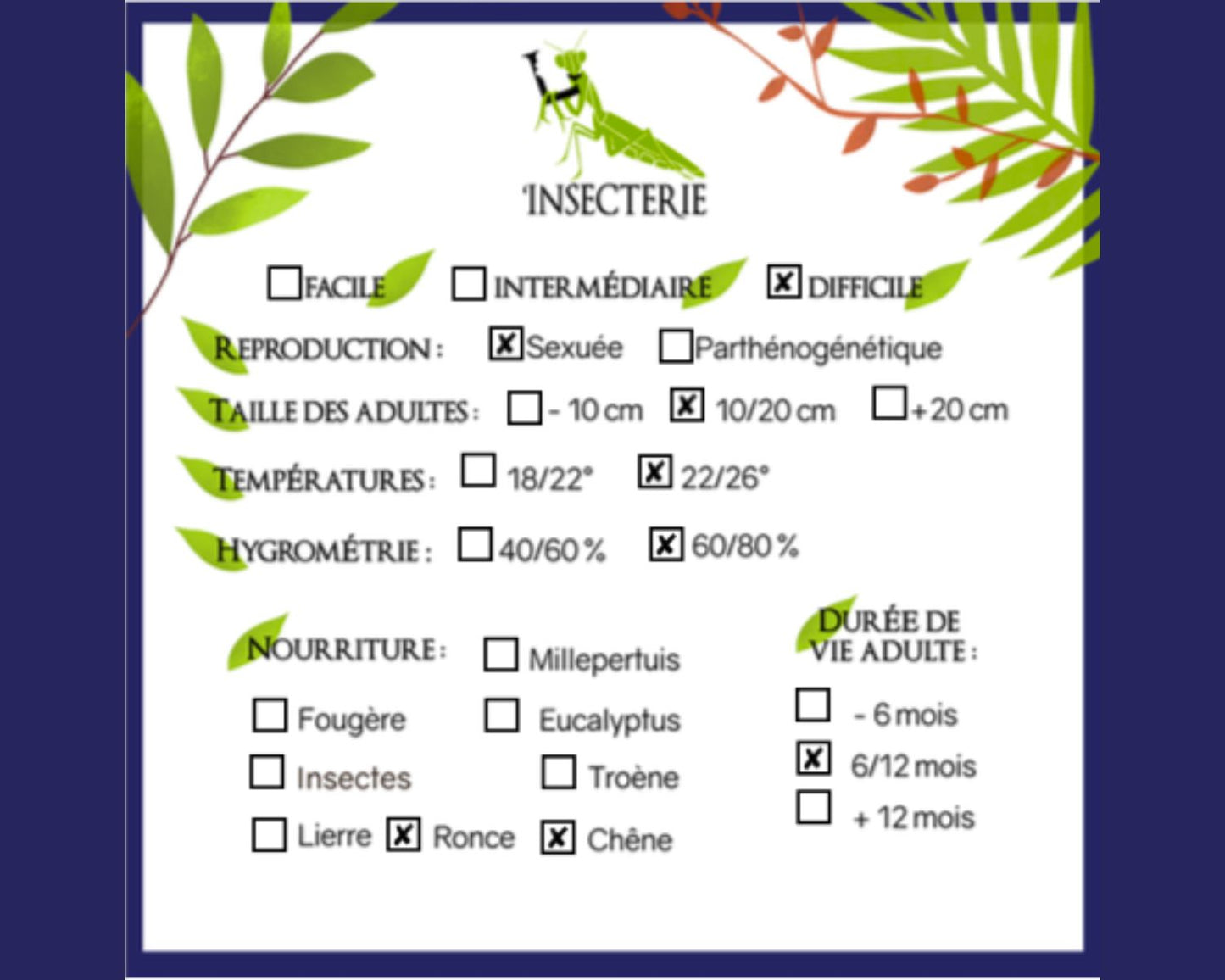 Criquet - Tropidacris collaris