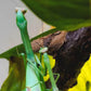 Mante - Stagmatoptera biocellata