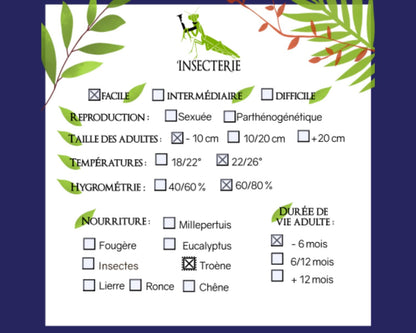 Schmetterling - Philosamia Ricini Götterbaumspinner