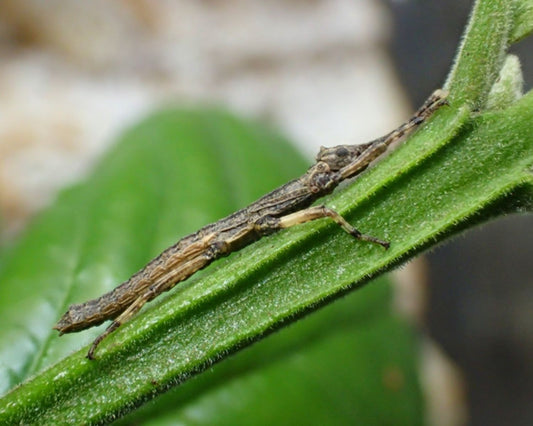 Phasmide - Dares philippinensis