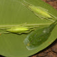 Sauterelle - Phyllomimus sp truncatus